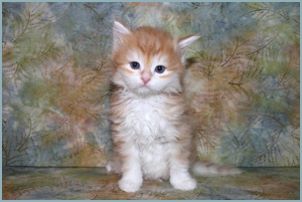 Male Siberian Kitten from Deedlebug Siberians